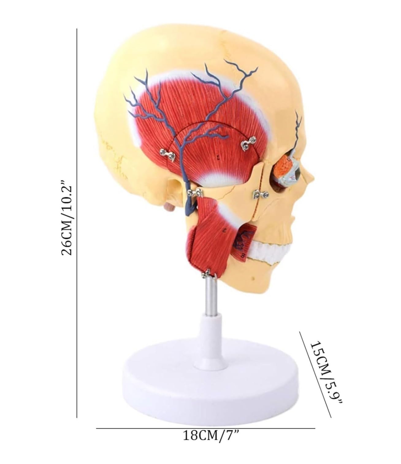 Amazon.co.jp: 人体模型 人間の咀嚼筋モデル 顎 顔面構造 解剖学 筋肉